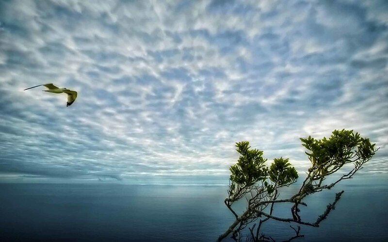 Seagull flying over the ocean