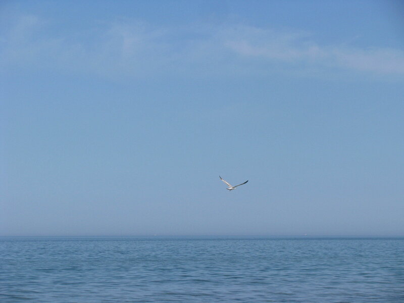 Seagull flying over the ocean