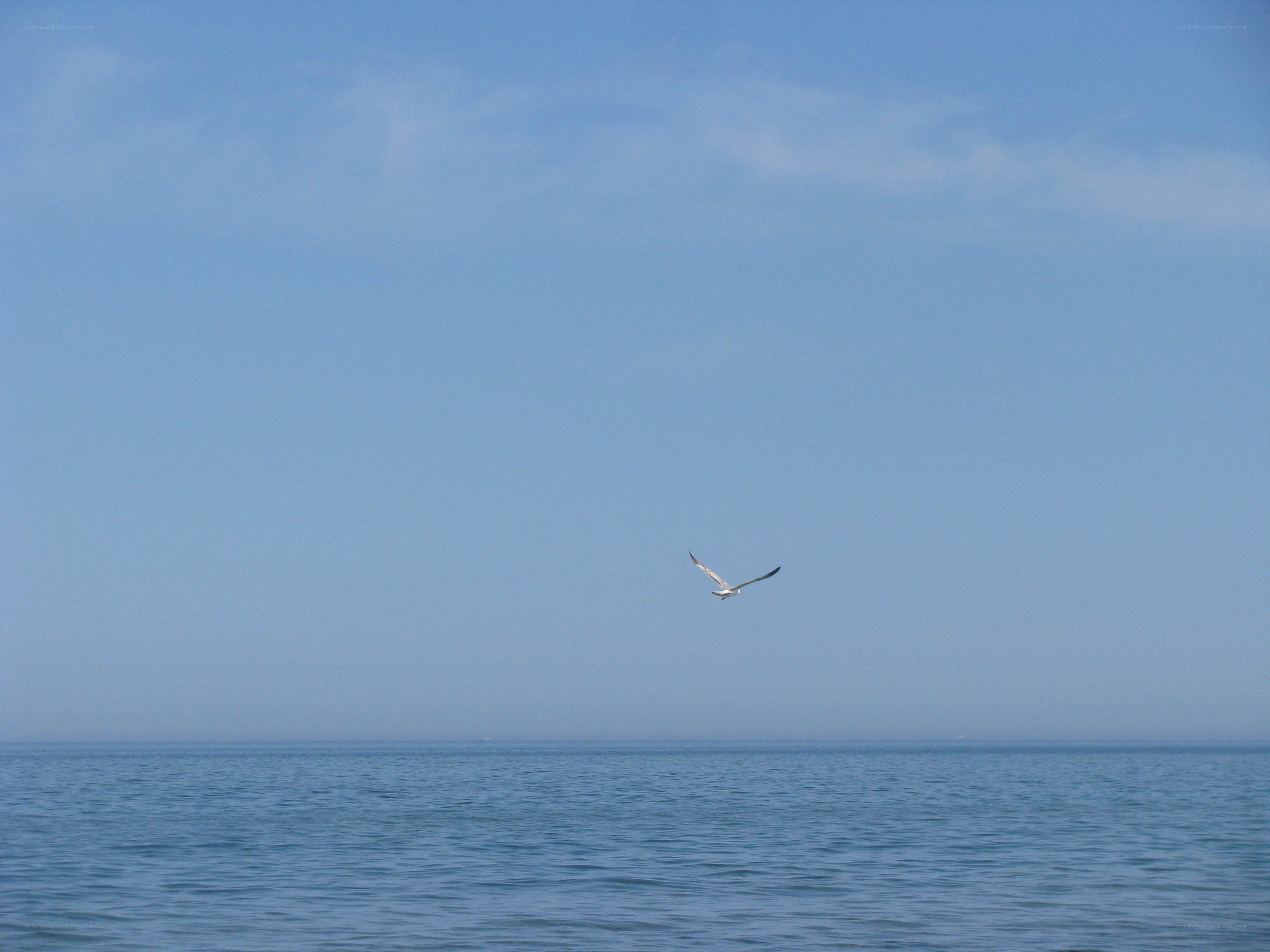 Seagull flying over the ocean
