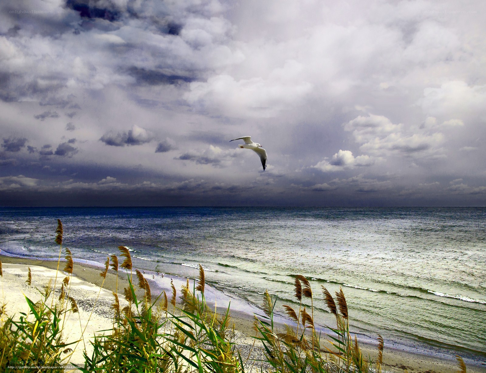 Seagull flying over the ocean