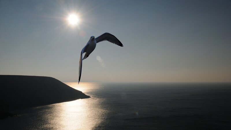 Seagull flying over the ocean