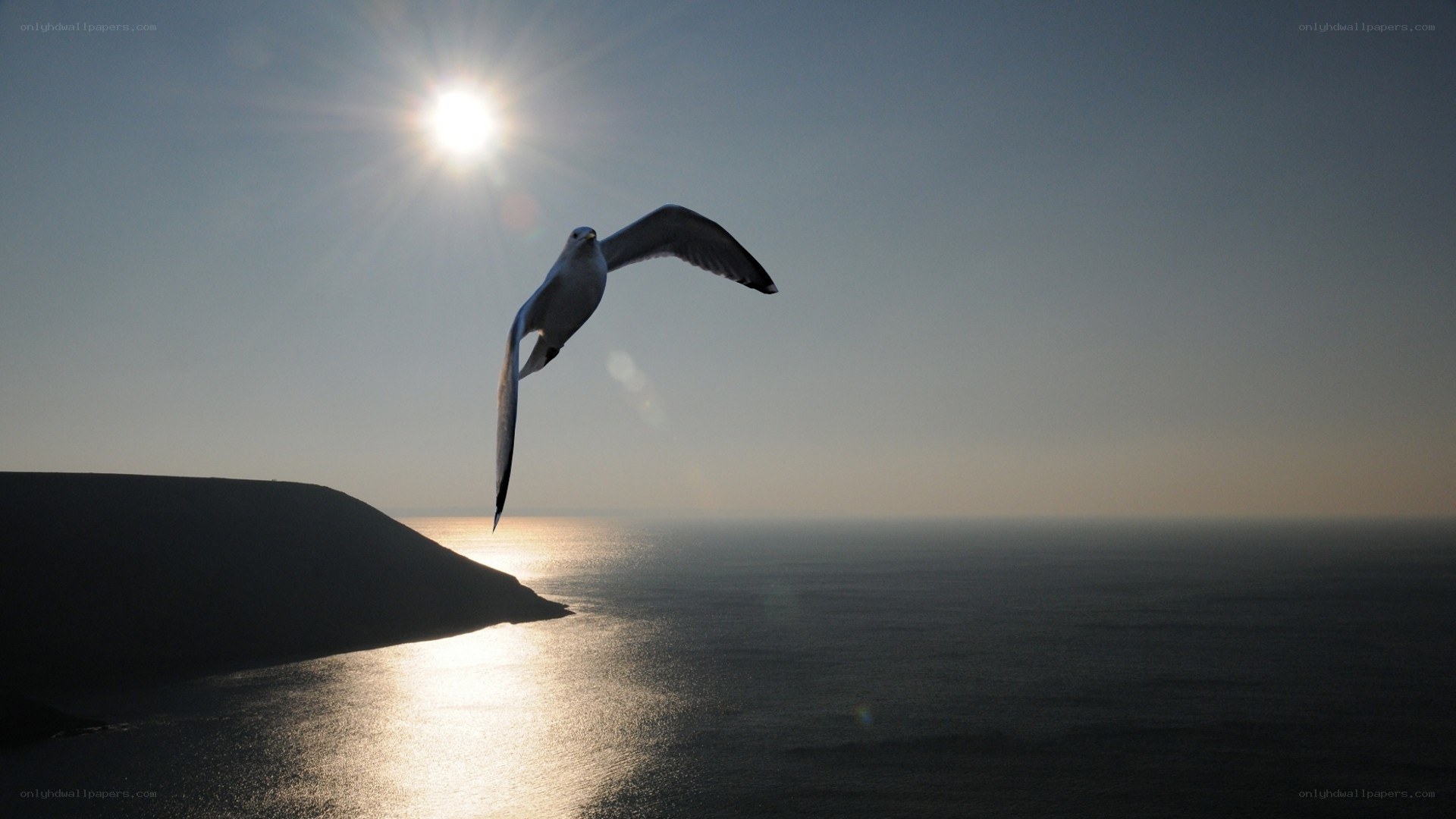 Seagull flying over the ocean