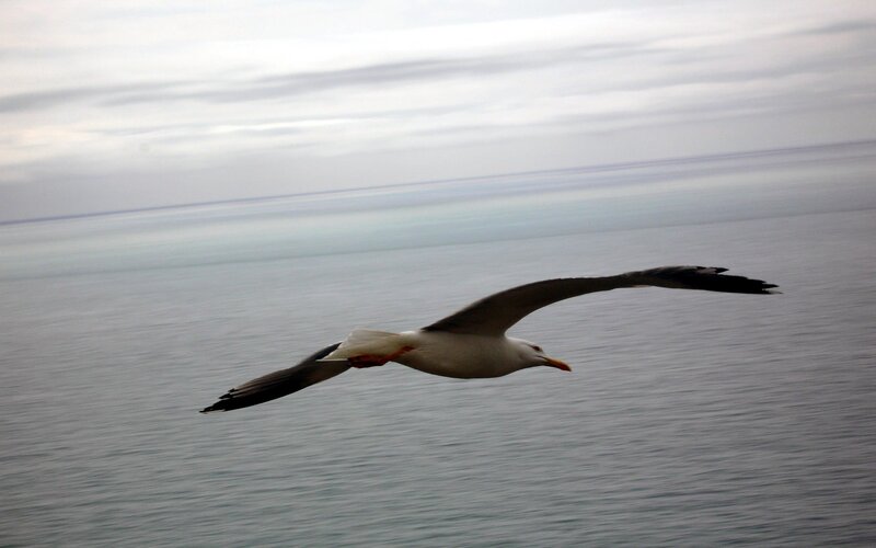Seagull flying over the ocean
