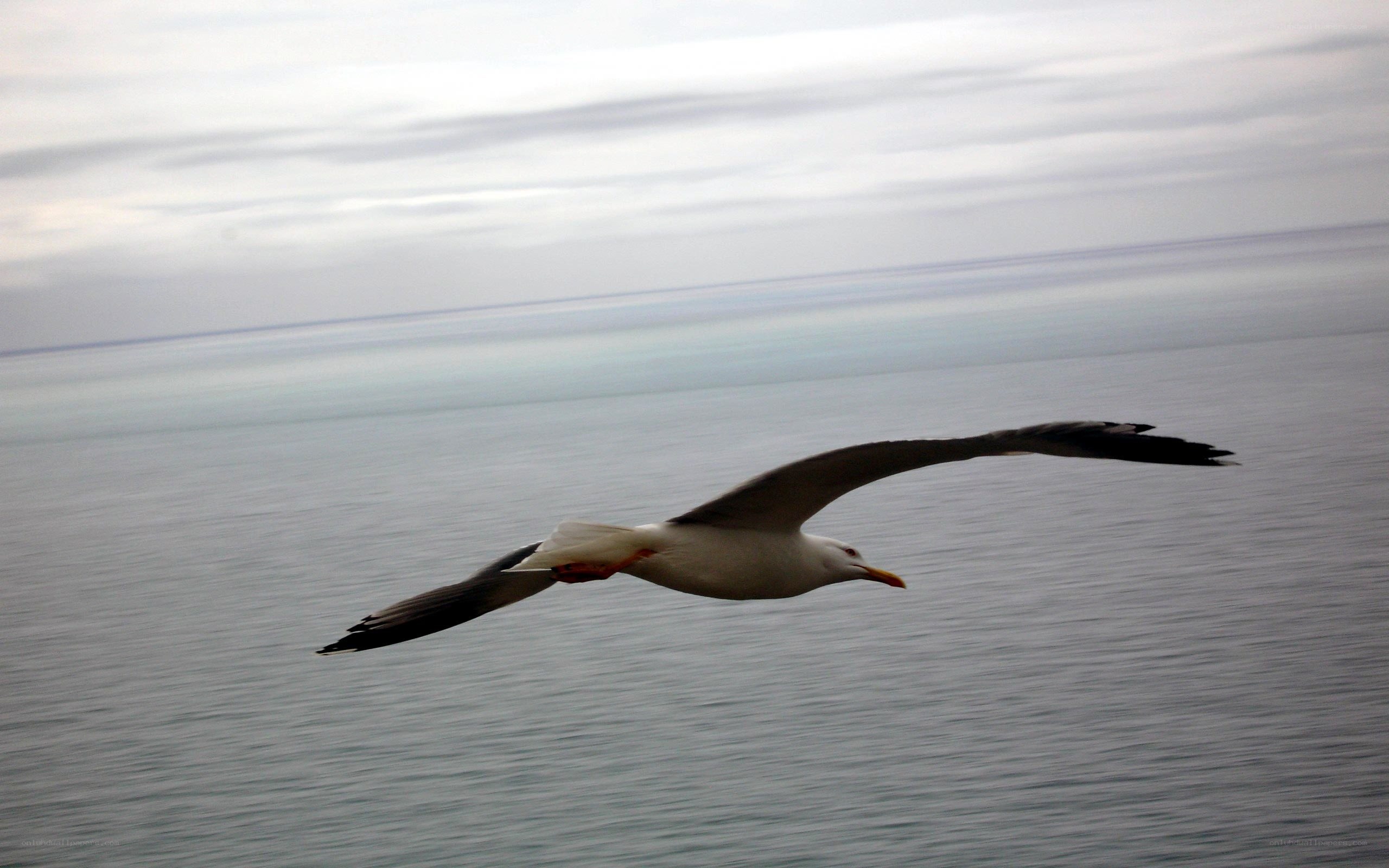 Seagull flying over the ocean