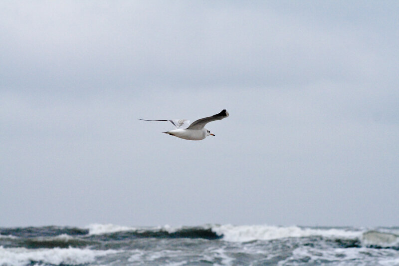 Seagull flying over the ocean