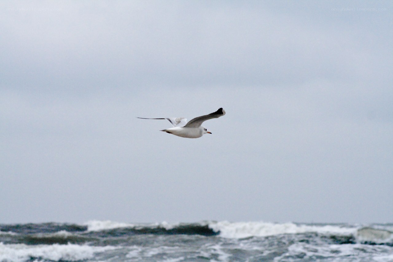 Seagull flying over the ocean