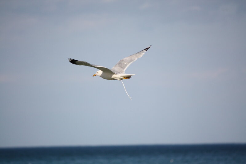 seagull flying over the ocean