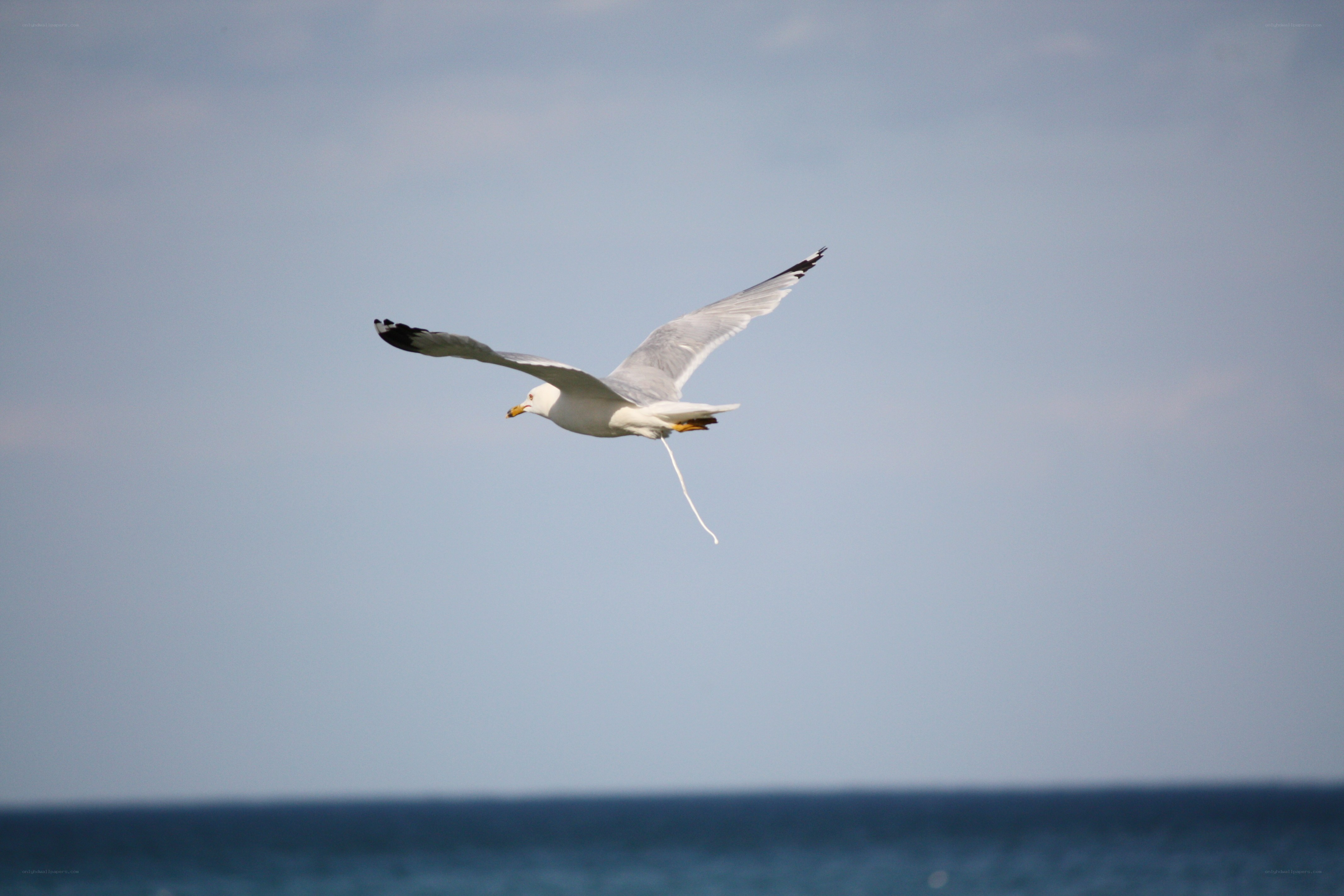 seagull flying over the ocean