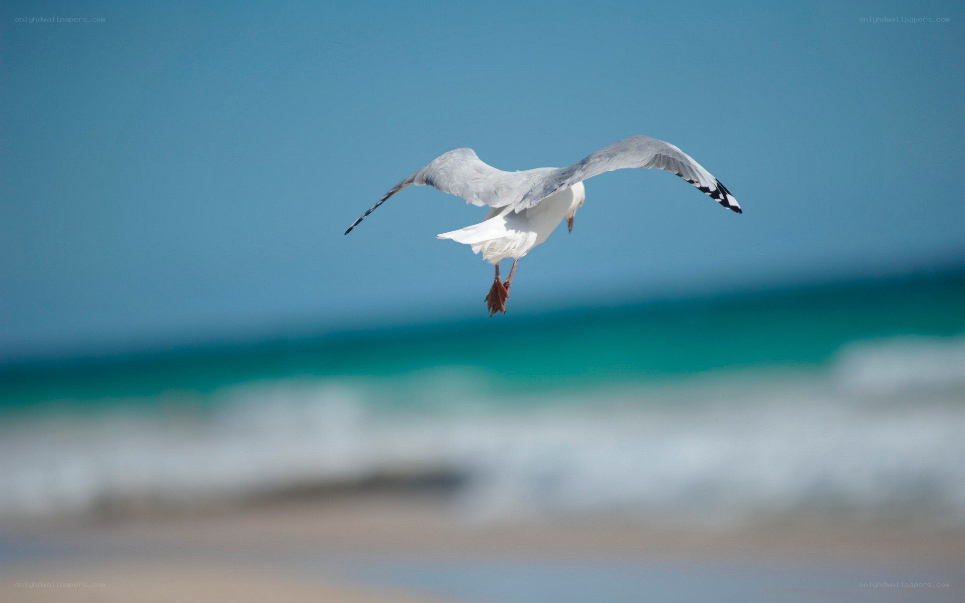 Seagull flying over the ocean