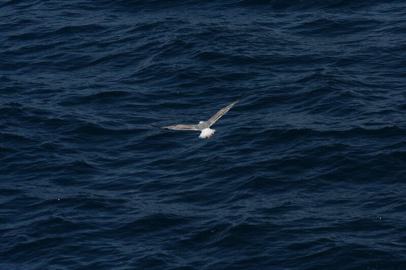 Seagull flying over the ocean
