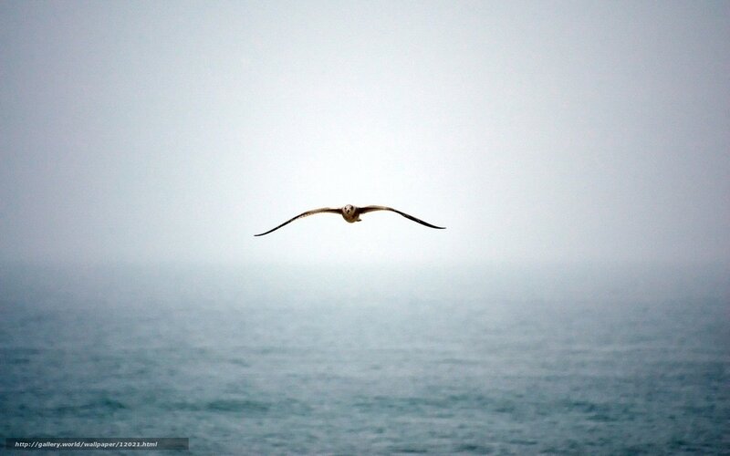 Seagull flying over the ocean
