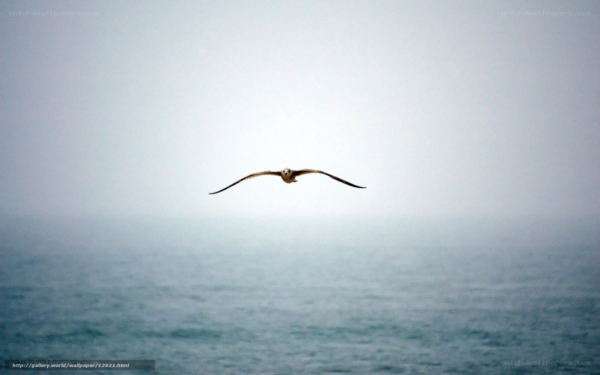 Seagull flying over the ocean
