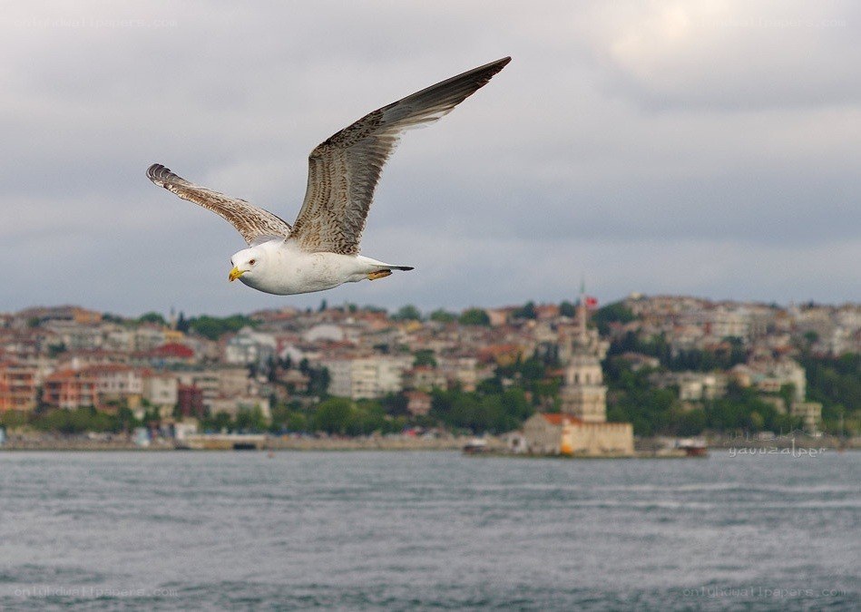 Seagull flying over the sea