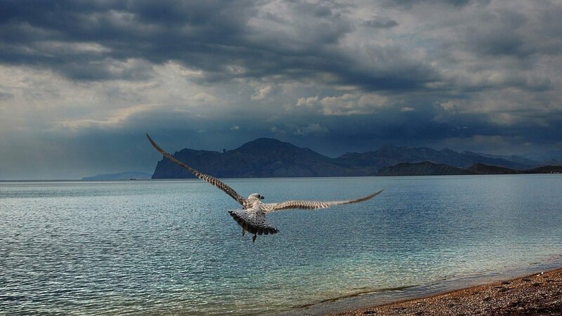 Seagull flying over the sea