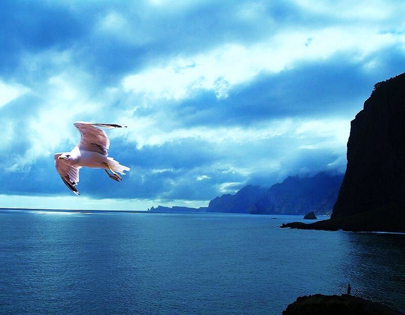 Seagull flying over the sea