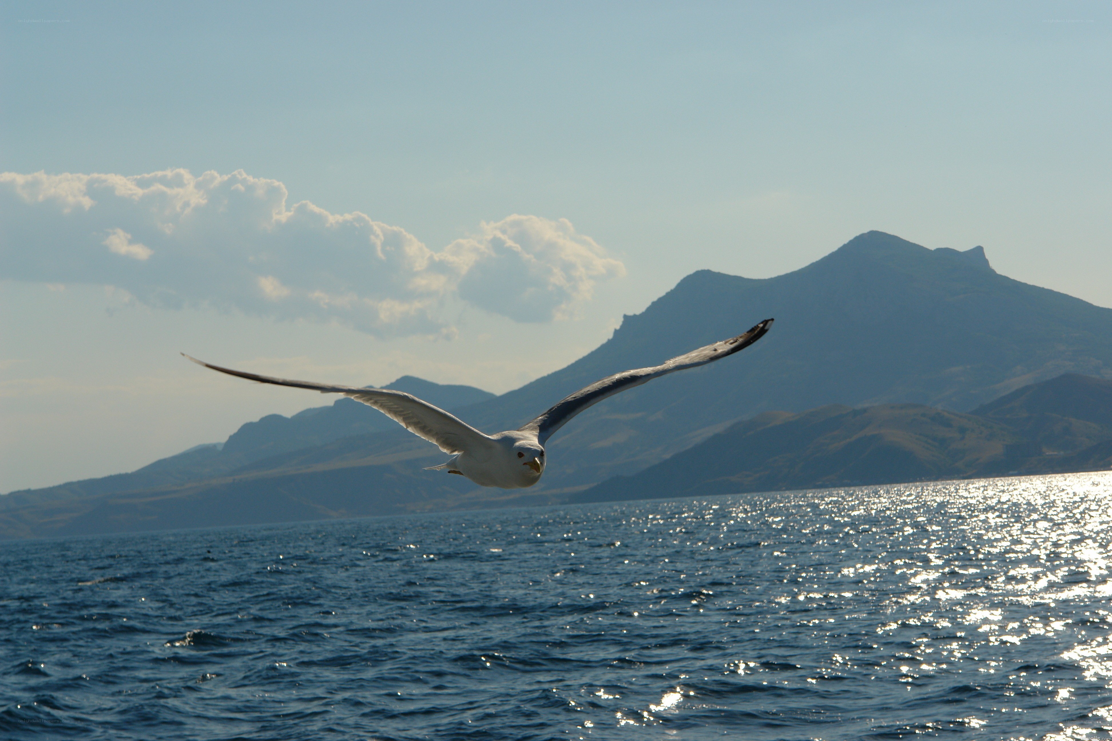 Seagull flying over the sea