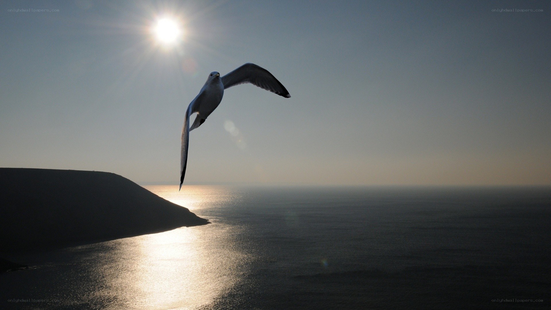Seagull flying over the sea