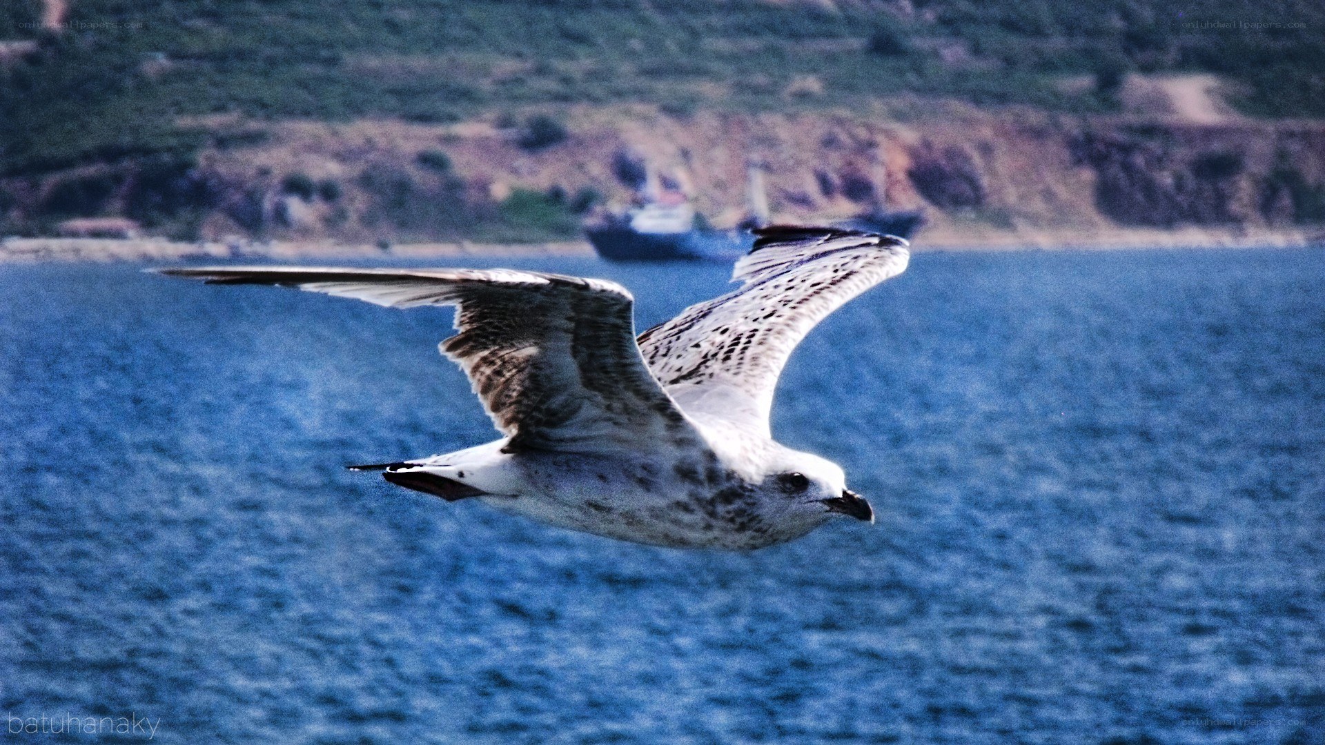 seagull flying over the sea