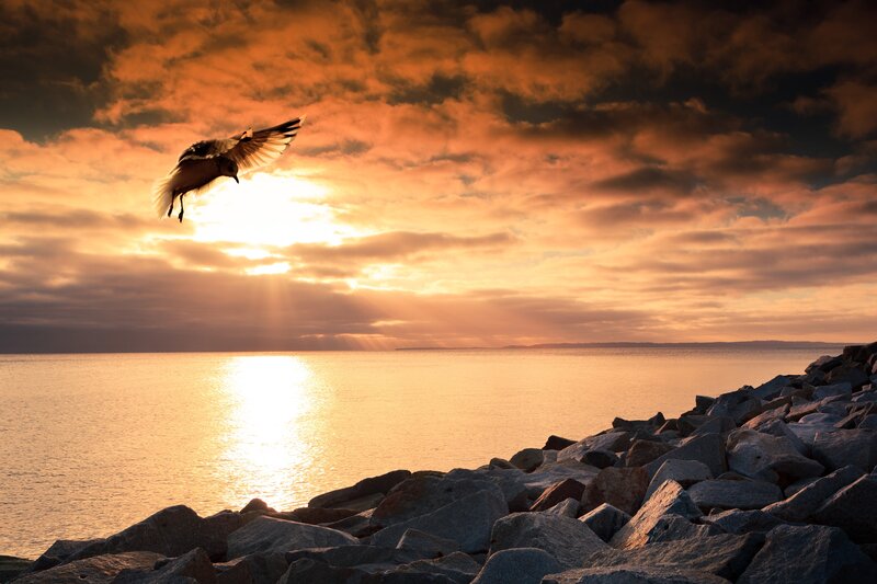 Seagull flying over the sea at sunset