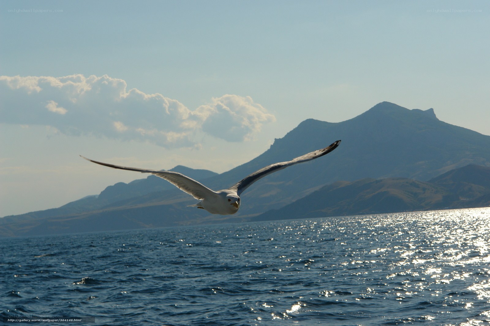 Seagull flying over the sea