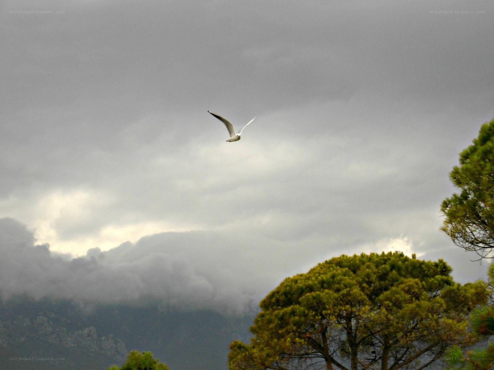 Seagull flying over trees
