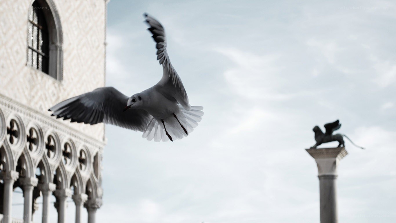 Seagull flying over Venice