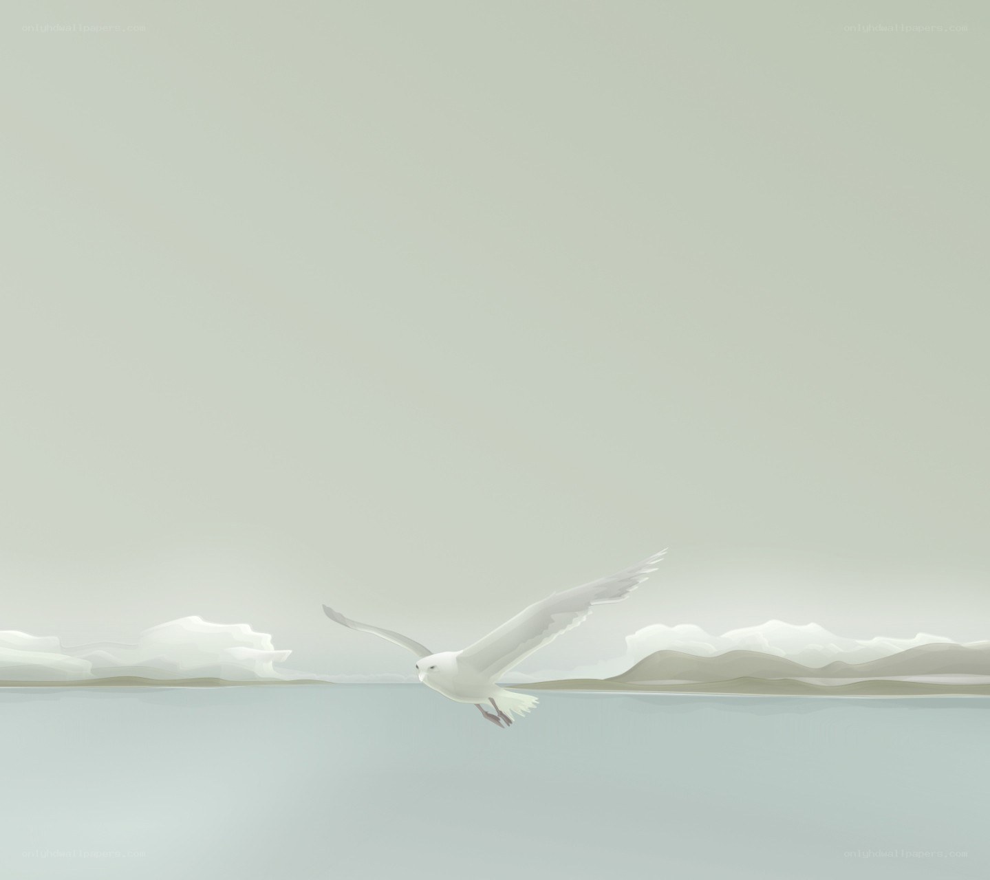 Seagull flying over water