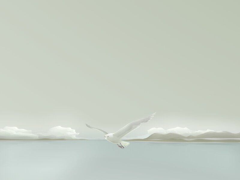 Seagull flying over water