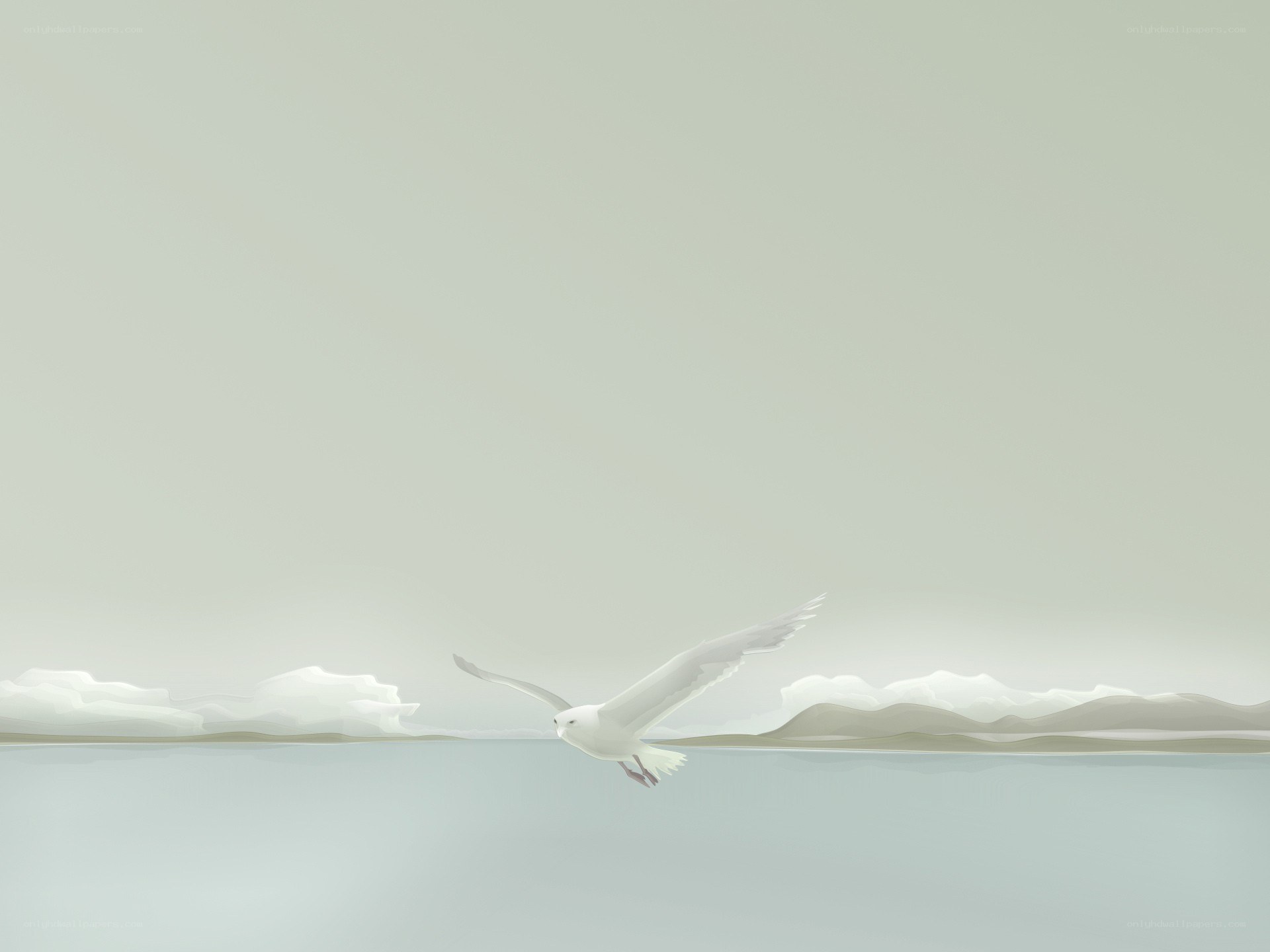 Seagull flying over water
