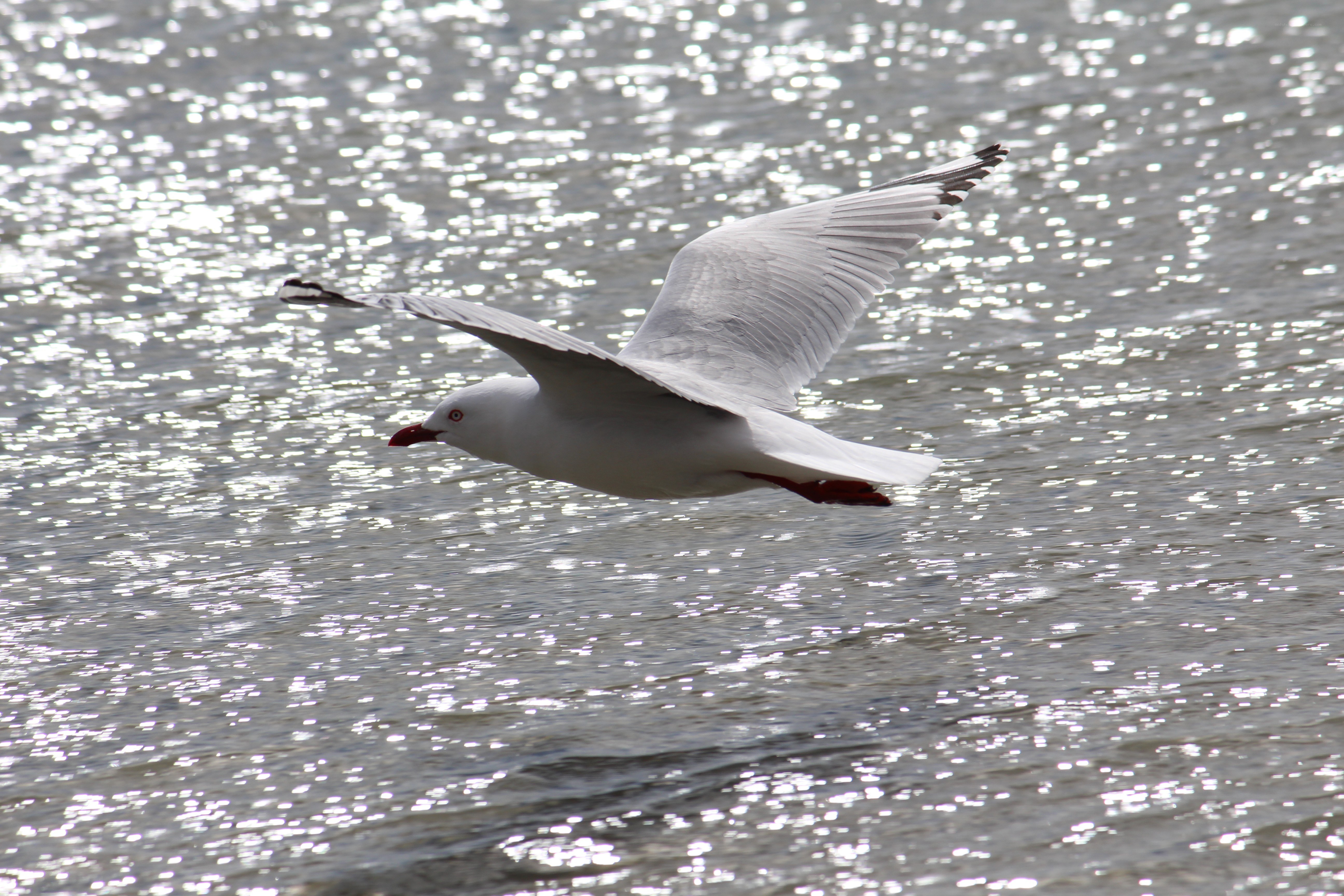 Seagull flying over water