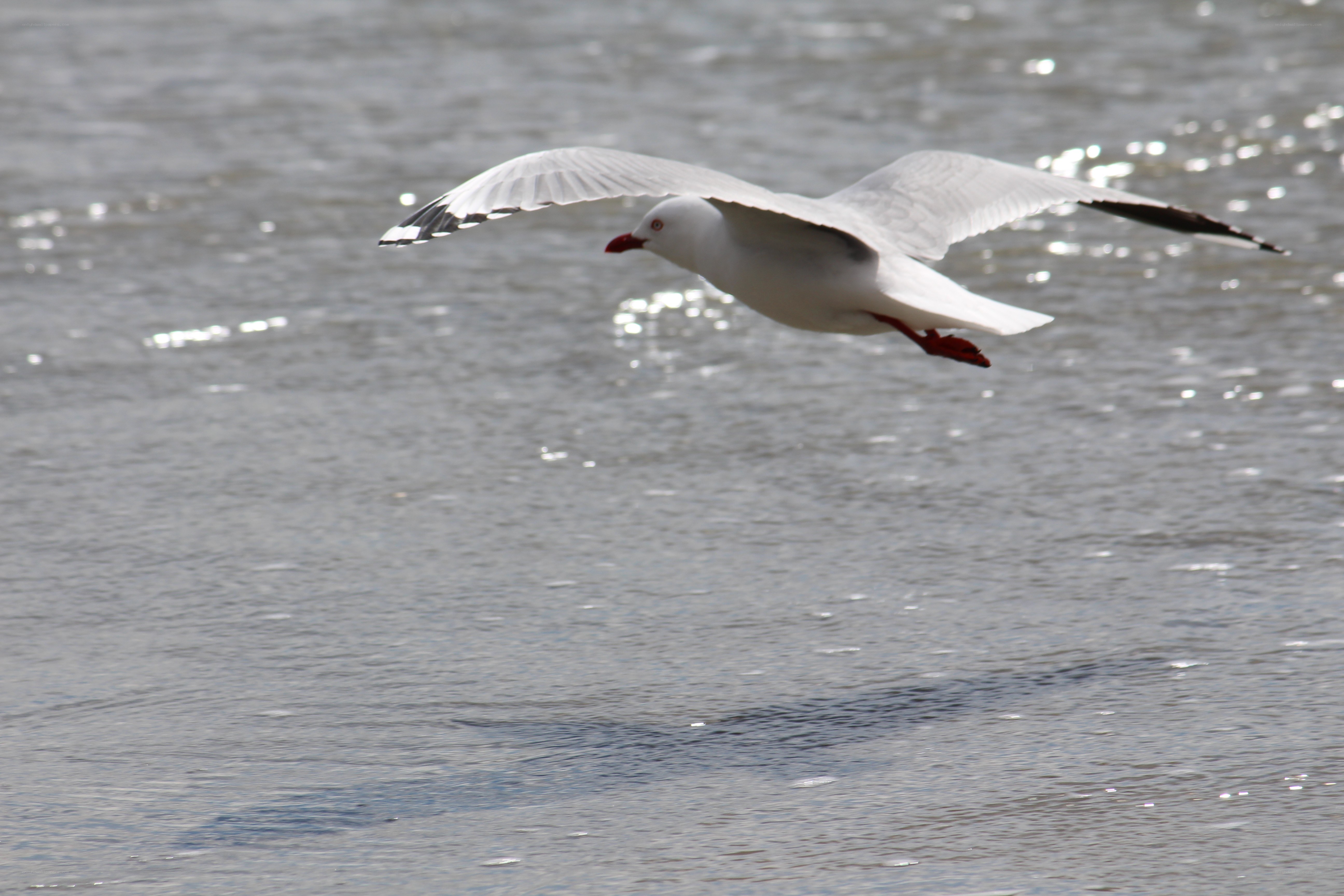 seagull flying over water