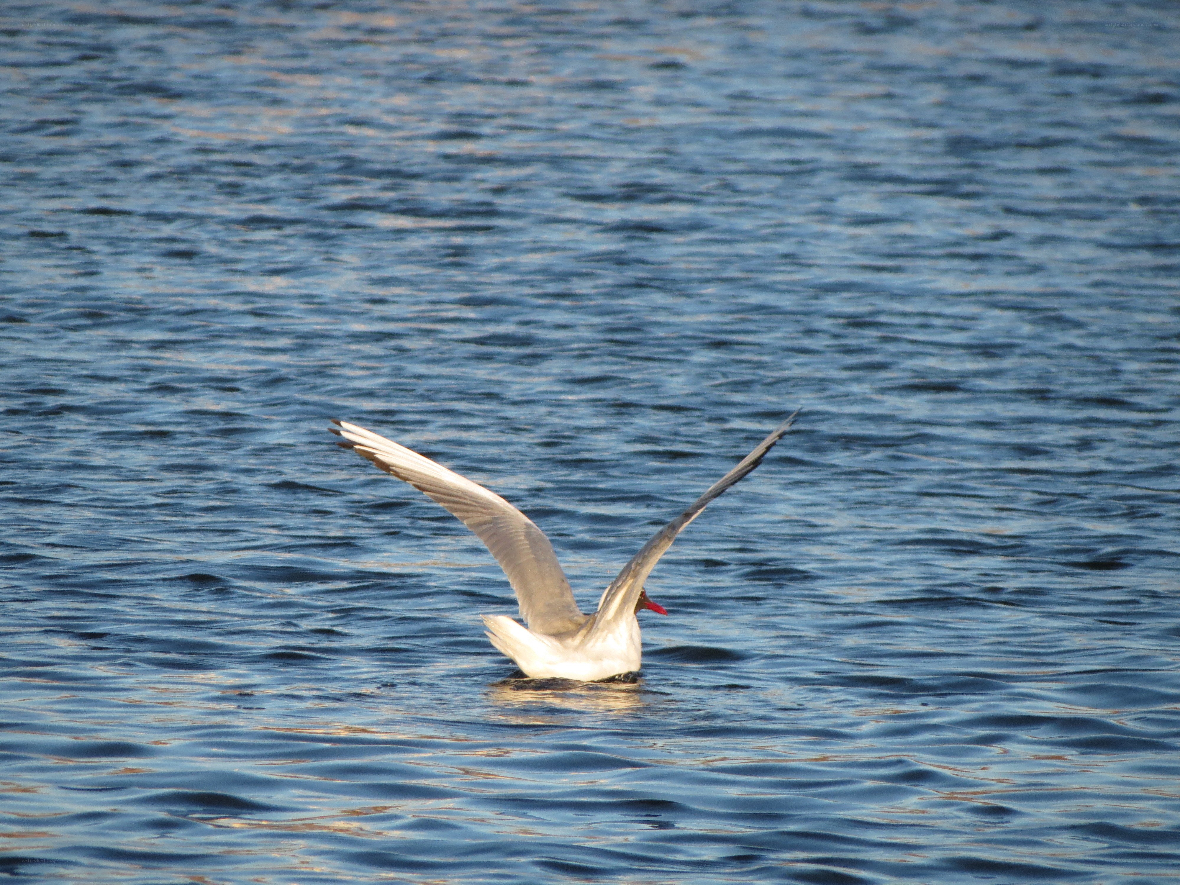 Seagull flying over water