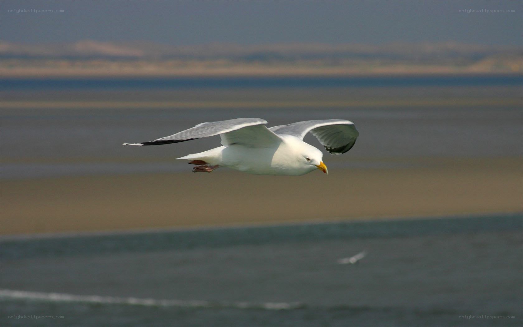 seagull flying over water