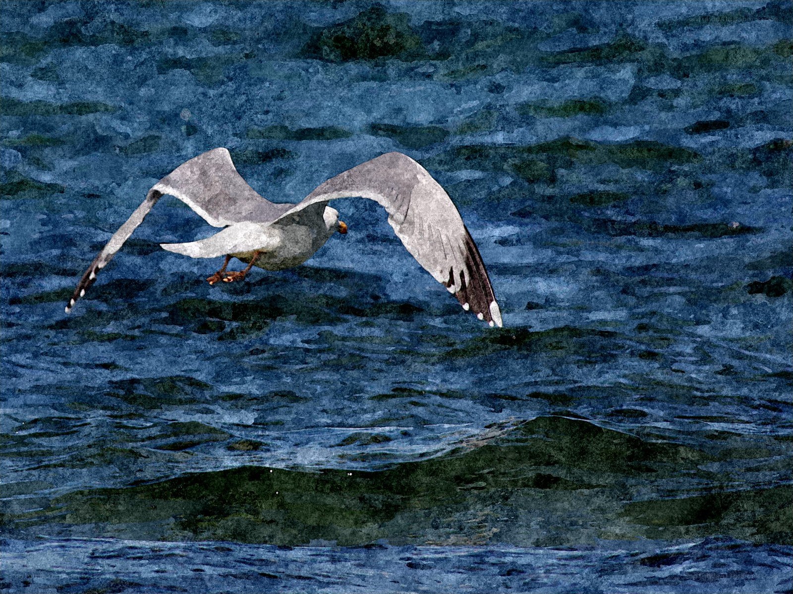 Seagull flying over water