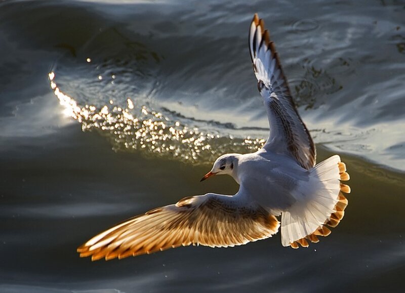 seagull flying over water