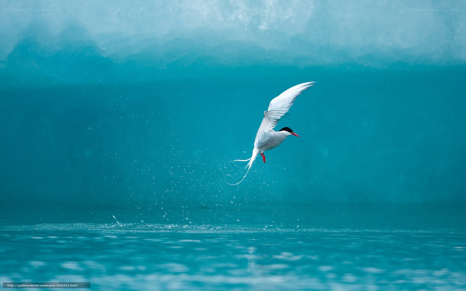 Seagull flying over water