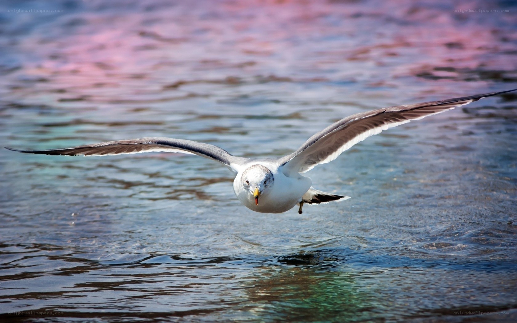Seagull flying over water
