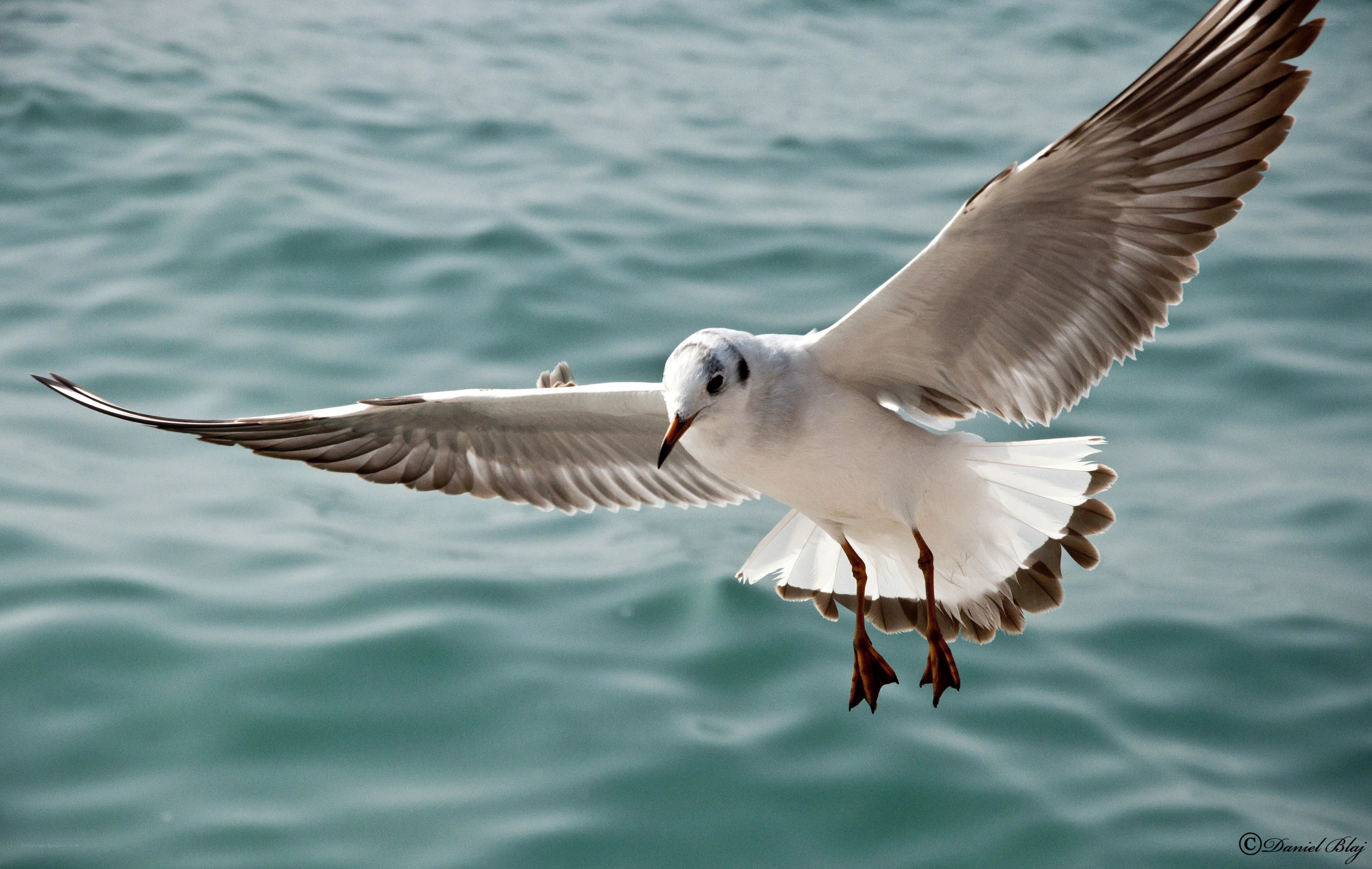 seagull flying over water