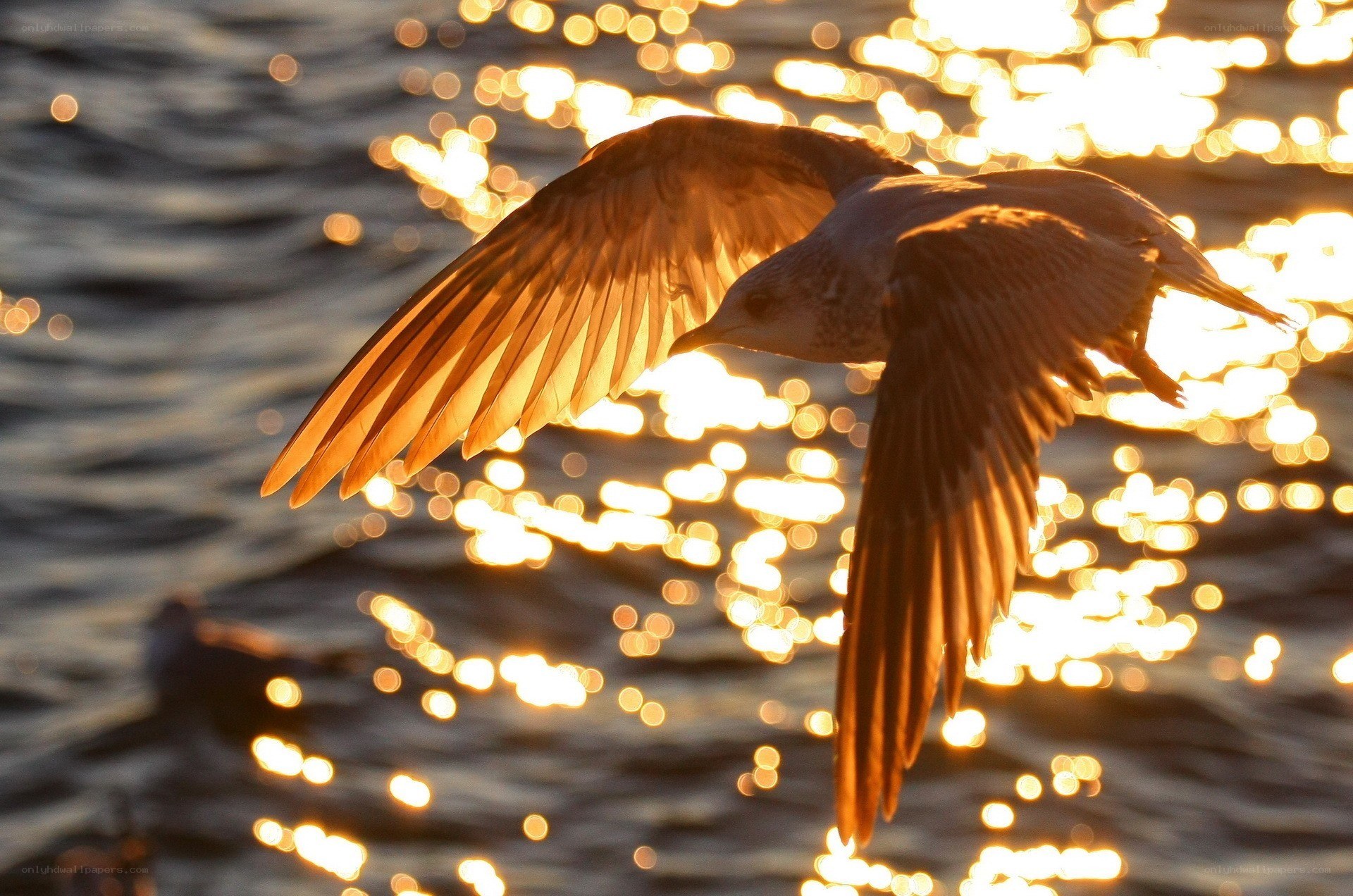 seagull flying over water