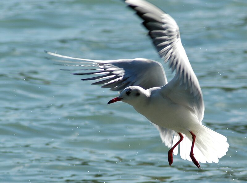 Seagull flying over water