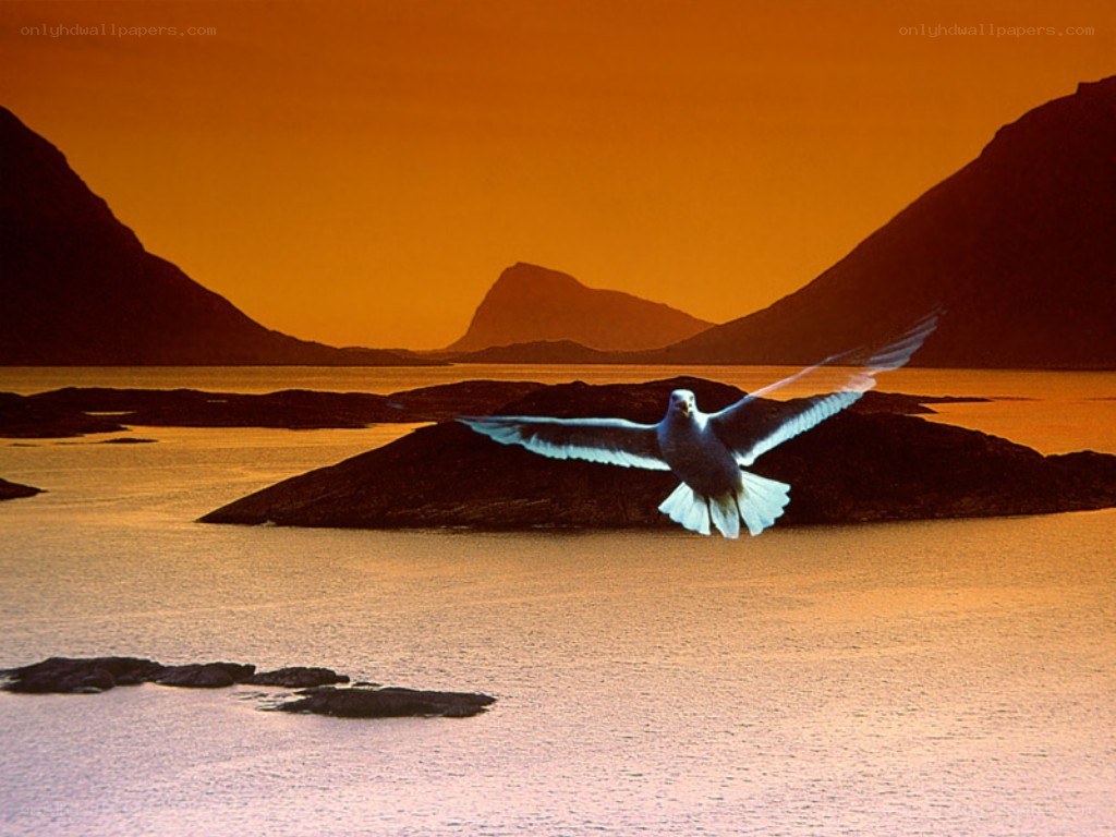 Seagull flying over water at sunset