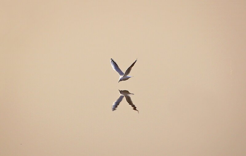 Seagull Flying over Water — Beige