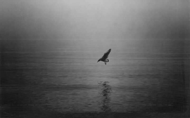 Seagull Flying over Water — Black