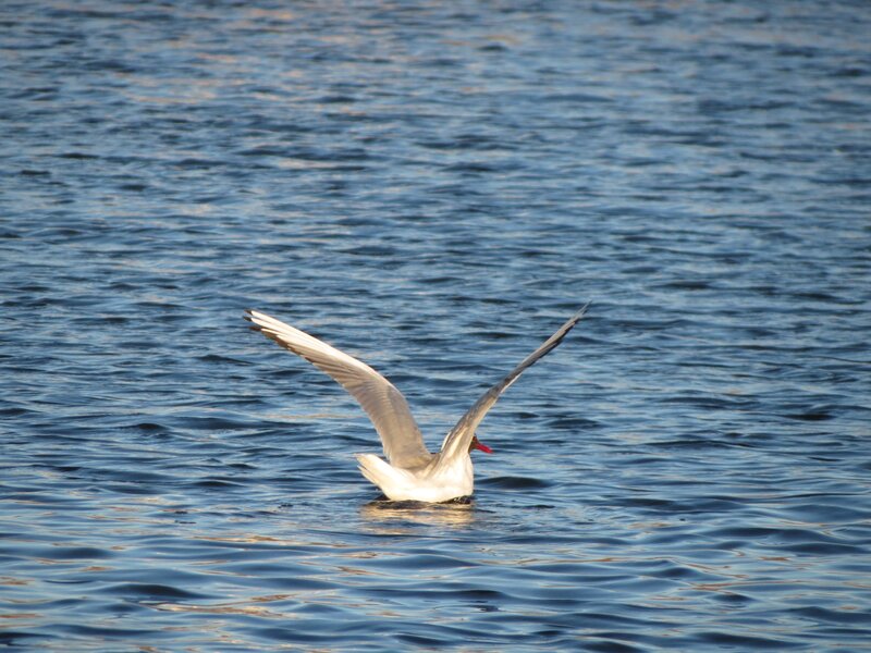 Seagull Flying over Water — Blue, Calm, Afternoon, Photograph