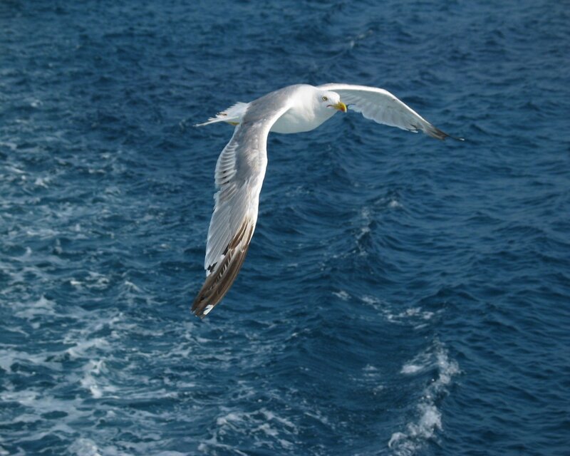 Seagull Flying over Water — Blue, Calm, Afternoon