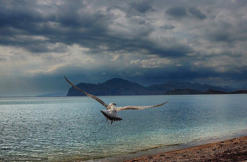Seagull Flying over Water — Blue, Dramatic, Afternoon