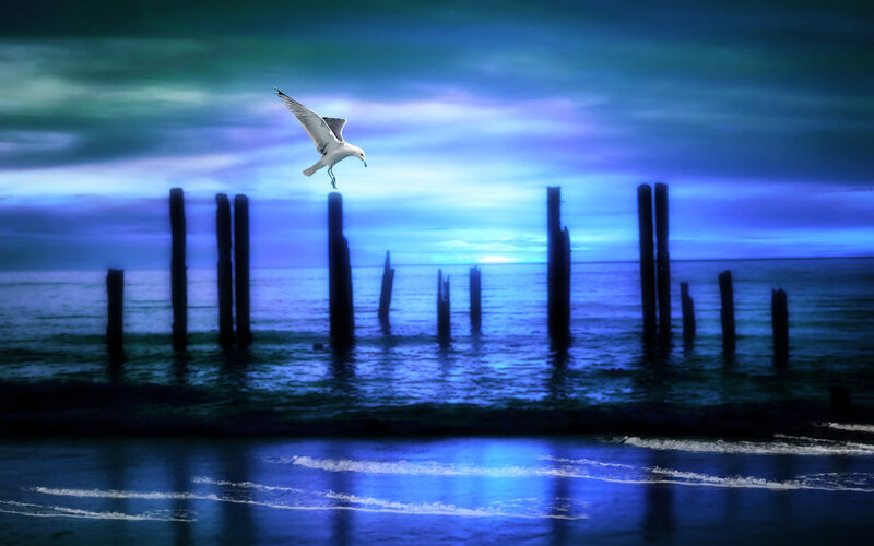 Seagull Flying over Water — Blue, Dramatic, Night