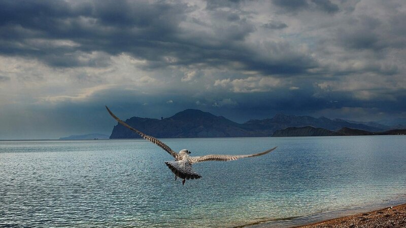Seagull Flying over Water — Blue, Dramatic, Photograph, Mountains, Clouds