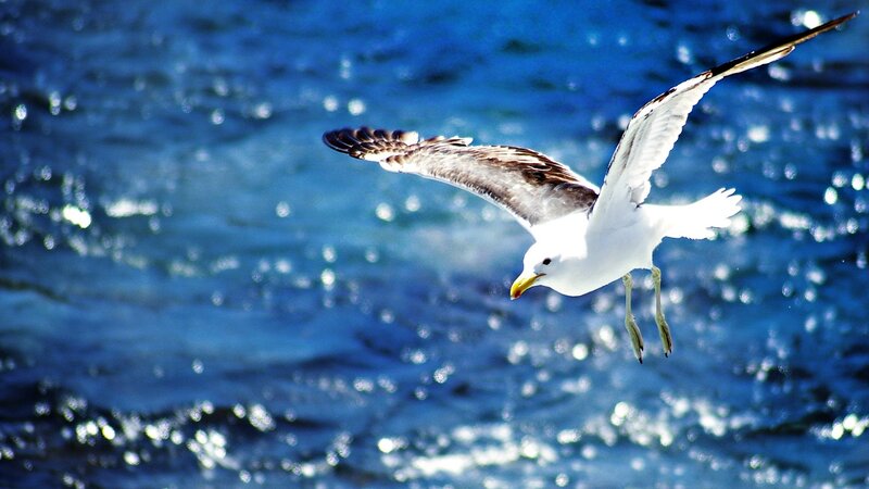 Seagull Flying over Water — Blue, Dynamic, Afternoon