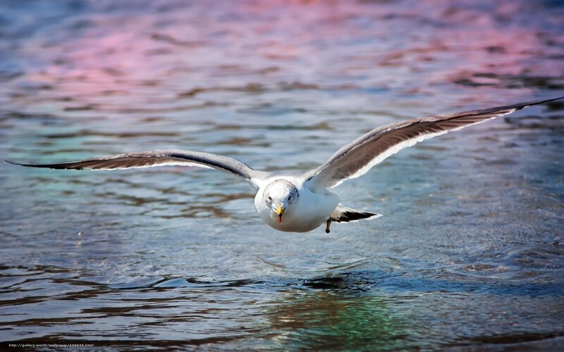Seagull Flying over Water — Blue, Dynamic, Sunset, Photograph